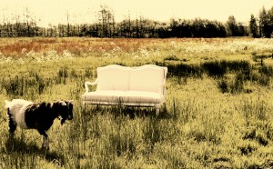 trouwbankje, nostalgisch, geit, weiland, veld